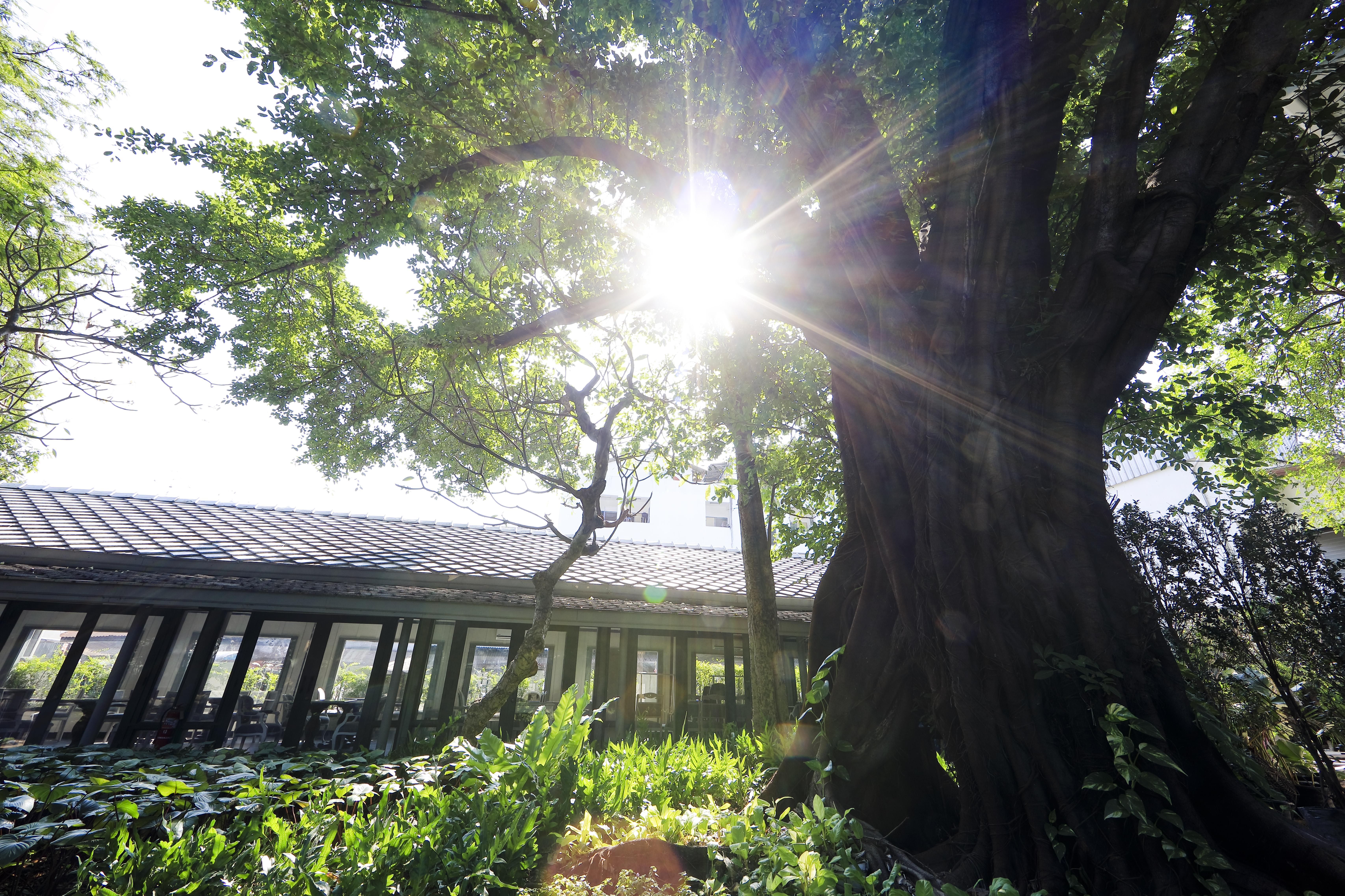 فندق ذا راوييكانلايا بانكوك المظهر الخارجي الصورة The greenhouse at the University of Washington Botanic Garden